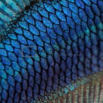 Inspiration for many art deco patterns. Close-up on a fish skin - blue Siamese fighting fish - Betta Splendens in front of a white background - Beta fish, peacock colored TINY MIRACLE. Description from pinterest.com. Foto Macro, Motif Art Deco, Fish Skin, Natural Structures, Fish Scales, Fish Art, Natural Forms, Patterns In Nature, Color Textures