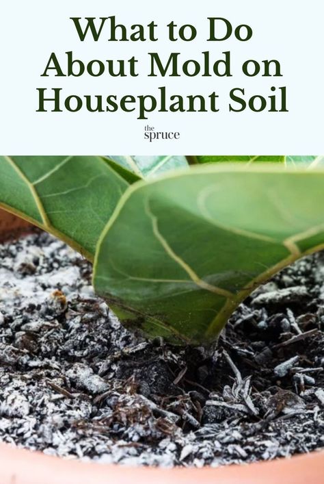 How To Get Rid Of Mold On Plant Soil, Plant Mold Remedy, Mold On Soil Of Indoor Plants, Dracena Plant, House Mold, Small Balcony Garden, Buy Plants Online, Perennial Shrubs, Soil Layers