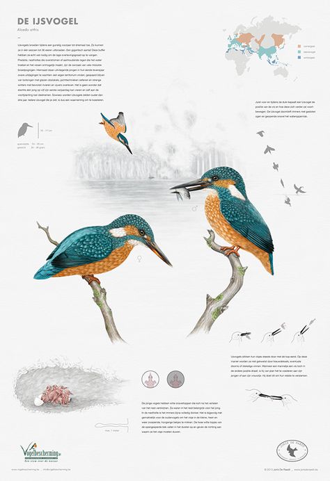 Kingfisher (Alcedo atthis) on Behance Kingfisher Illustration, Informative Poster, Animal Infographic, Science Infographics, Scientific Poster, Common Kingfisher, Tropical Art Print, Research Poster, Science Illustration