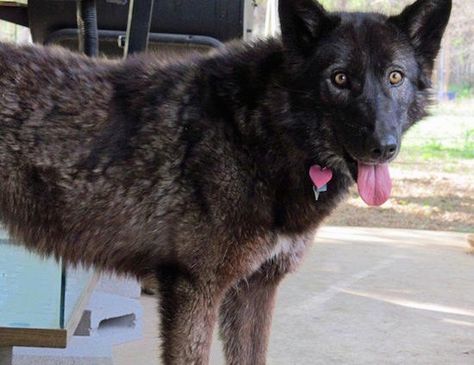 Kyra, a mid content wolfdog at 3 years old.Wolfdog Information and Pictures Wolf Hybrid, Purebred Dogs, Wolf Dog, The Wolf, A Cross, Dogs, Animals