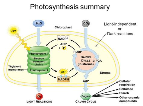 Light Dependent Reaction Photosynthesis, Light Reaction Photosynthesis, Light Dependent Reaction, Biology Activities High School, Photosynthesis Activities, Photosynthesis Worksheet, Neet Notes, Photosynthesis And Cellular Respiration, Light Reaction