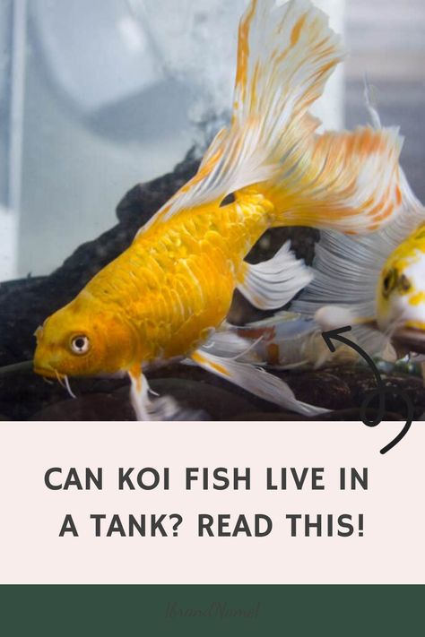 In search of a unique addition to your home aquarium? Have you ever wondered, "Can Koi Fish Live In A Tank?" Discover the answer and learn about the care requirements for keeping Koi fish in a tank. These vibrant and graceful fish can indeed thrive in a tank, as long as certain conditions are met. Dive into the world of Koi keeping and explore the beauty of these elegant creatures up close. Tropical Freshwater Fish, Guppy Fish, Koi Fish Pond, Home Aquarium, Fish Care, Pet Fish, Fish Pond, Koi Pond, Fishing Humor