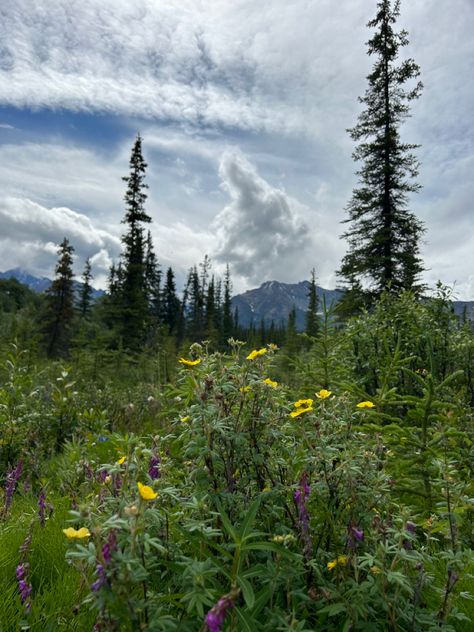 #summer #summerinalaska #aesthetic Alaska In The Summer, Alaska Summer Aesthetic, Alaska Aesthetic Summer, Summer In Alaska, Alaskan Summer, Alaska Aesthetic, Alaska Summer, Book Mood, Alaska Photos