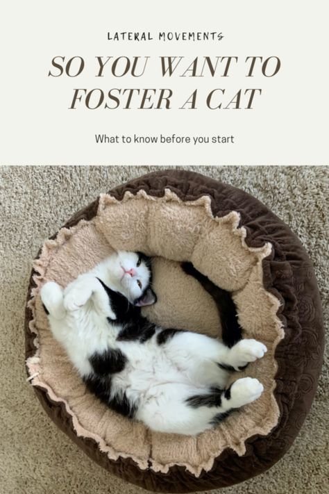 So you want to foster a cat | Lateral Movements Kitten Foster Room, Foster Cat Room Ideas, Foster Kittens Setup, Fostering Cats, Cat Foster, Cat Kennel, Foster Cat, Cat Proofing, Foster Kittens