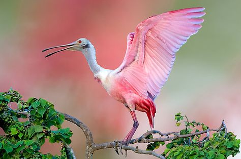 Roseate Spoonbill Florida Panther, Aggressive Animals, Deadly Animals, Roseate Spoonbill, Bull Shark, National Wildlife Federation, Dangerous Animals, Crane Bird, Facts For Kids