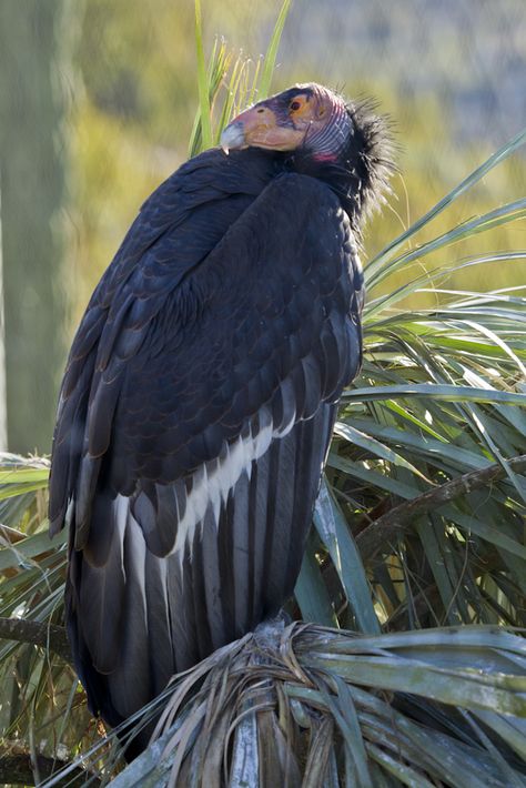 California condor | by San Diego Zoo Global Phoenix Bird Art, California Condor, World Birds, American Animals, Wild Kingdom, San Diego Zoo, Pretty Birds, Passionate People, Zoology