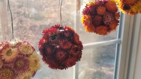 Pots With Dried Flowers, Strawflower Ornaments, Strawflower Crafts, Dried Flowers Crafts, Paper Daisy, Fine Gardening, Floral Craft, Flower Ball, Flower Ornaments