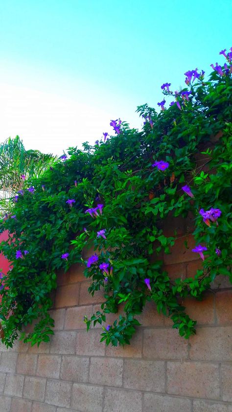 Violet Trumpet Vine Campsis Radicans Vine Garden Ideas, Trumpet Vines, Campsis Radicans, Vine Garden, Purple Colour Flowers, Christmas Fern, Creepers Plants, Flower Tips, Tattoo Thoughts