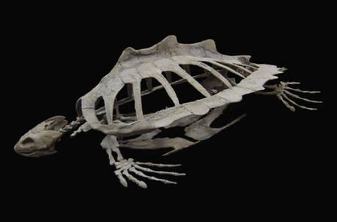 Turtle skeleton Sea Turtle Skeleton, Turtle Skeleton, Turtle Skull, Animal Skeleton, Skull Reference, Skeleton Anatomy, Animal Skeletons, Vulture Culture, Animal Anatomy