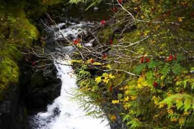 How to Build a Driveway Over a Creek Upward Facing Dog, Creek Bed, Healthy Garden, Yoga Teacher Training, Zombie Apocalypse, Teacher Training, Water Flow, Outdoor Projects, Yoga Teacher