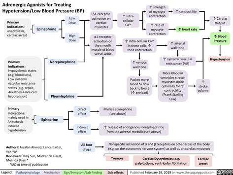 Adrenergic Agonist And Antagonists, Adrenergic Pharmacology, Adrenergic Agonist, Advanced Pharmacology, Pharmacology Nursing Study, Medicine School, Nursing Pharmacology, Mcat Study, Pharmacology Nursing