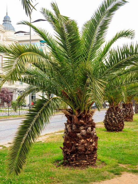 Small Palm Trees - Learn About Different Types Of Miniature Palm Trees Palm Tree Types, Miniature Palm Trees, Cold Hardy Palm Trees, Palm Trees Garden, Canary Island Date Palm, Mini Palm Tree, Florida Palm Trees, Short Palm Trees, Palm Tree Pictures