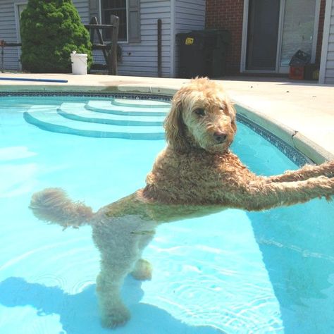 Labordoodle Puppy, Labradoodle Goldendoodle, Friendly Dogs, Foto Top, Australian Labradoodle, Doodle Puppy, Labradoodle Puppy, Water Aerobics, Golden Doodle