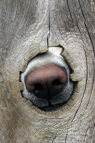 The neighbor's dog using a knothole in the fence to take an olfactory reading of the goings-on in our yard. This photo was included in Flickr's Interesting Photos for March 5, 2006. Psy I Szczenięta, Dog Nose, Love My Dog, Airedale Terrier, Appaloosa, Love Is, Quarter Horse, E Card, Basset Hound