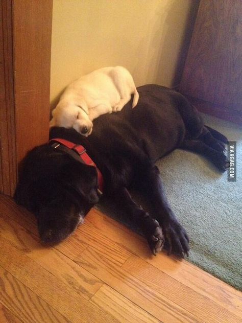 . Dogs In Bed, Lab Pups, Black Labs, Lab Puppies, My Black, White Dog, Black Lab, Cute Creatures, Sweet Animals