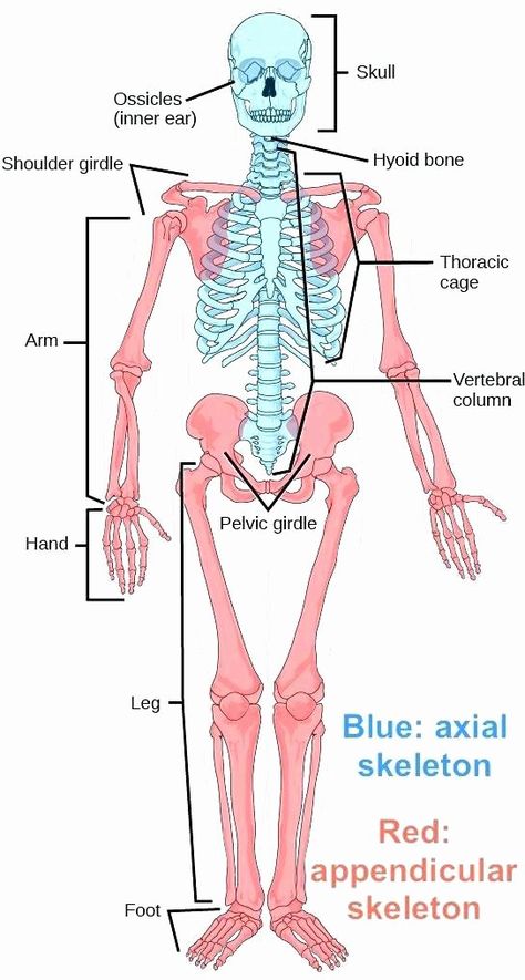 Printable Horse Anatomy Worksheets Skeleton Body Parts Printable the and Its Blog Butterfly Life Cycle Kindergarten, Skeleton Worksheet, Anatomy Worksheets, Appendicular Skeleton, Thoracic Cage, Axial Skeleton, Pelvic Girdle, Body Bones, Anatomy Coloring Book