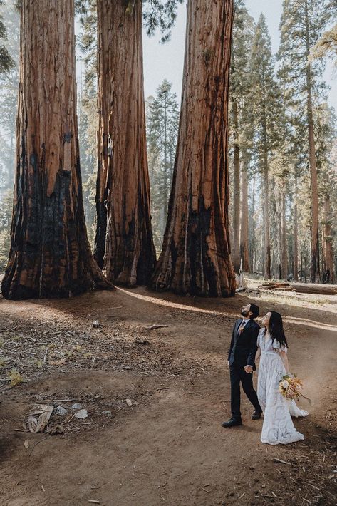 Sequoia National Park Adventure Elopement | Summit and Sur Photography Giant Sequoia Trees, Hiking Photos, Point Reyes National Seashore, Kings Canyon National Park, Summer Hike, National Park Elopement, Mammoth Lakes, Park Elopement, Kings Canyon