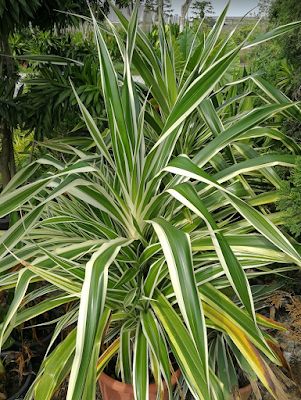 Pandanus Plant, Landscaping Shrubs, Variegated Plants, No Doubt, The Top, Landscaping, Plants, Flowers