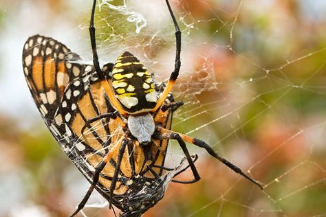 What Do Spiders Eat? | What do spiders eat? Most spiders are predators that feed on insects and even other spiders. Learn more about the spider diet. #TerminixBlog Yellow Garden Spider, Brazilian Wandering Spider, Spider Food, Spider Eating, Norfolk Botanical Garden, Spider Fact, The Butterfly Garden, Types Of Spiders, Garden Spider