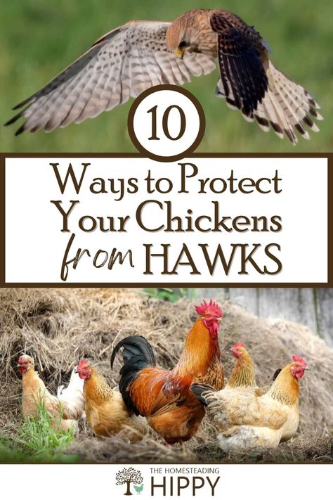 Hawks are one of the most common and deadliest chicken predators out there. Here's how to defend you flock from them. #hawk #chickens Hawk Proof Chicken Run, Protect Garden From Chickens, Predator Proof Chicken Run, Predator Proof Chicken Coop, Chicken Keeping Hacks, Cozy Homestead, Pasture Shelter, High Fence, Chicken Raising