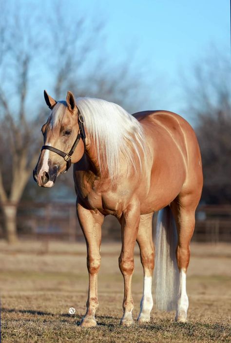 Quarter Horse Colors, American Quarter Horse Blue Roan, Palomino Quarter Horse, Grulla Horse, Chocolate Palomino Quarter Horse, Arabian Quarter Horse Cross, Horse Reining, Aqha Horses, American Quarter Horse Palomino