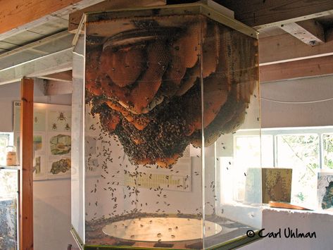 Observation Hive, Vertikal Garden, Bee House, Bee Keeper, Busy Bee, Bees Knees, Save The Bees, Bee Happy, Wasp