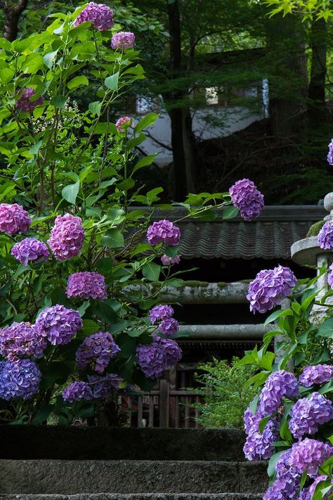 Beautiful Places In Japan, Japanese Nature, Standing In The Rain, Asian Landscape, Nara Japan, I M, Hydrangea Garden, M Design, Aesthetic Roses