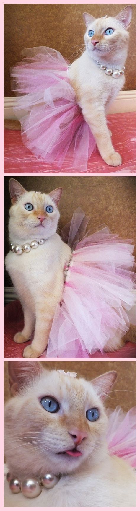 Feline Princess!      #costume pet cat pink tutu, pearl necklace, collar, choker #fashion photoshoot #style dress-up time, blue eyes ~ Fancy Flame Point Siamese (white & orange fur) Flame Point Siamese, Cute Cat Costumes, Flame Point, Cat Dressed Up, Pink Tutu Skirt, Princess Kitty, Kitten Images, Creepy Cat, Big Blue Eyes