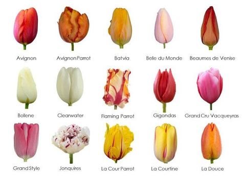 French Tulip, Types Of Tulips, Growing Irises, Tulips Images, Tulip Colors, Orange Wedding Flowers, Parrot Tulips, Elegant Centerpieces, Yellow Tulips