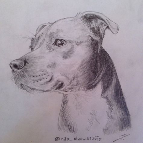 Staffy Drawing Pencil, Staffy Dog Drawing, Staffordshire Bull Terrier Drawing, Pit Bull Drawing, Bull Drawing, Pitbull Blue, Blue Staffy, Drawing Dogs, Dog Line Drawing