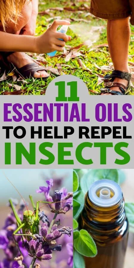 Ant Repellent Diy Indoor Essential Oil, Essential Oils For Mosquitoes, Mosquito Repellent Essential Oils, Essential Oil Bug Repellent, Insect Repellent Essential Oils, Repellent Diy, Essential Oil Bug Spray, Homemade Bug Spray, Bug Spray Recipe