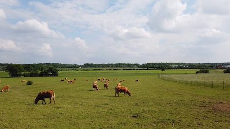 Free Stock Video, Young Woman, Free Photos, Agriculture, Stock Video, Wheat, Walking, Photo And Video