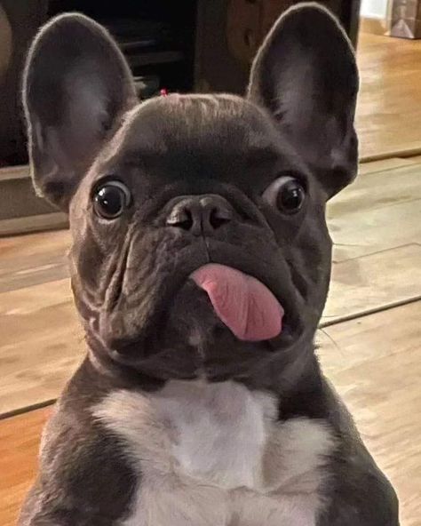 French Bulldog Meme, French Bulldog Breed, Funny Animal Comics, French Bulldog Art, French Bulldog Funny, Really Cute Puppies, Super Cute Puppies, Frenchie Bulldog, Cute Small Animals