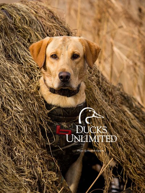 Hunting Wallpaper Iphone, Duck Hunting Wallpaper, Homemade Dog Treat Recipes, Duck Hunting Dogs, Hunting Wallpaper, Quail Hunting, Hunting Pictures, Duck Photo, Ducks Unlimited