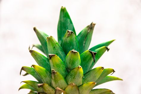 https://www.flickr.com/photos/aashhiff/9094016357/ Pineapple Facts, Health Benefits Of Pineapple, Benefits Of Pineapple, Leaf Health, Pineapple Tea, Pineapple Health Benefits, Pineapple Leaves, Eat Your Vegetables, Pineapple Benefits