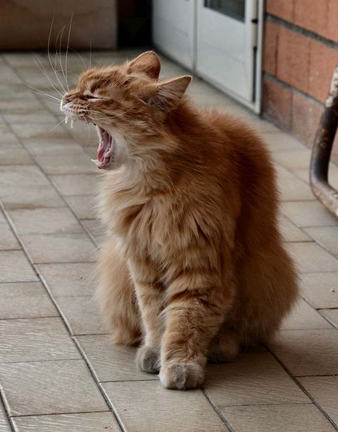 42 photos of cats yawning | MNN - Mother Nature Network Cats Yawning, Cat Yawning, Photos Of Cats, Home Environment, Mom Art, Sleepy Cat, Cat Behavior, Cat 2, Dog And Cat