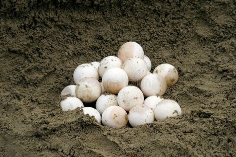 Snapping Turtle Eggs (Chelydra serpentina). A clutch of common snapping turtle e , #ad, #Chelydra, #serpentina, #clutch, #Snapping, #Turtle #ad Turtle Eggs, Common Snapping Turtle, Sand Drawing, Egg Photo, Snapping Turtle, Aquatic Life, Clean Eats, Ap Art, Design Display