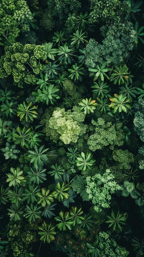 The image shows an aerial view of a lush green forest. The canopy is made up of a variety of different trees, all of which are different shades of green ->> more details in ai-img-gen.com Forest Aerial View, Aerial Plants, Different Trees, Lush Green Forest, Different Shades Of Green, Green Forest, Colour Scheme, Lush Green, Green Plants