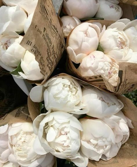 white peonies, cream aesthetic, white archive, theme, flower aesthetic, flower bouquet, white flowers, instagram, fake story, vintage aesthetic, ralph lauren, kensington princess, high fashion, jo malone scents, oxford student, literature, fashion, soft & well spoken, cream aesthetic, white aesthetic, miniskirts, clean girl, coco chanel,
golden goose