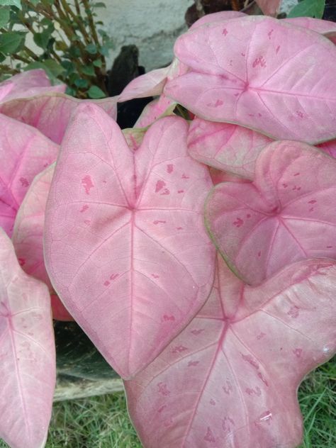 Pink Princess Symphony Caladium, Caladium Care, Pink Caladium, Pink Plants, Pink Flowers Wallpaper, Plant Parent, Inside Plants, Pink Plant, Fruit Flowers