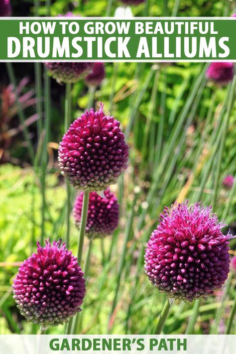 Allium Flowers Landscaping, Drumstick Allium, Allium Garden, Ornamental Garden, Allium Flowers, Spring Flowering Bulbs, Dark Maroon, Cut Flower Garden, Flower Display