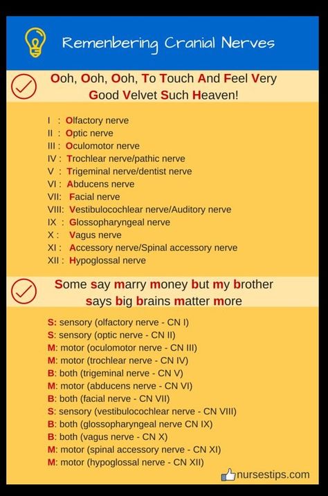 Acronym/Mnemonics For Remembering 12 Cranial Nerves One simple way to learn the cranial nerves and their functions is to assign them a mnemonic to help you remember which terms are placed where.  Cranial Nerves Assessment Cheat Sheet for Nursing Nursing Assessment, Nursing Mnemonics, Nursing Student Tips, Medical Student Study, Nursing School Survival, Cranial Nerves, Nursing School Studying, Nursing School Tips, Medical School Studying