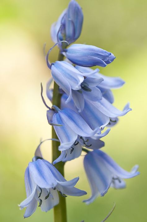 Blue Bells Aesthetic, Blue Bell Flowers Aesthetic, Bluebell Flower Aesthetic, Juliette Tattoo, Blue Bells Flowers, Bluebell Painting, Blue Campanula, Bluebell Flower, Bell Flowers