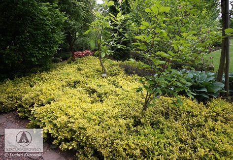 Euonymus fortunei 'Emerald'n Gold' Winter Creeper, Euonymus Fortunei, Bell Gardens, Front Garden, Creepers, Sofia, Emerald, Herbs, France