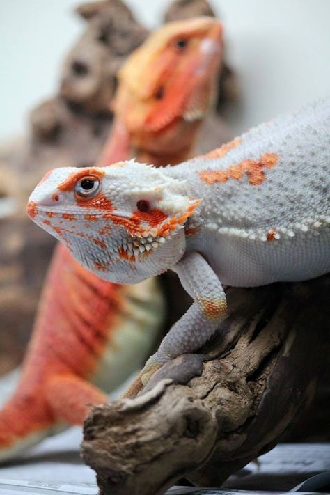 Paradox bearded dragon Bearded Agama, Bartagamen Terrarium, Bearded Dragon Terrarium, Baby Bearded Dragon, Bearded Dragon Cute, Pet Lizards, Bearded Dragon Care, Cute Lizard, Pet Dragon