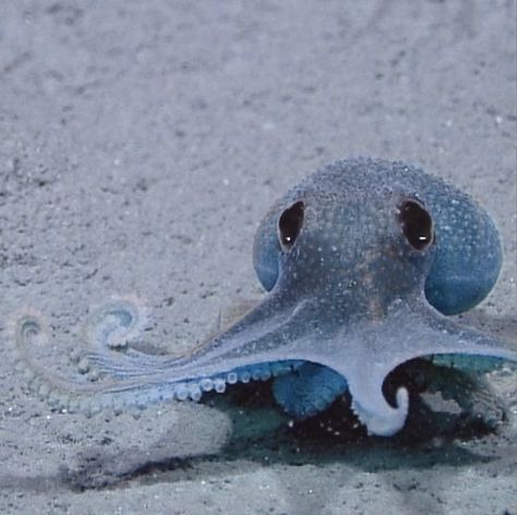 Octopus Pfp Aesthetic, Blue Squid Aesthetic, Blue Sea Creatures Aesthetic, Animals Blue Aesthetic, Furina Aesthetic Icon, Blue Octopus Aesthetic, Furina Genshin Aesthetic, Furina Aesthetic Core, Octopus Wallpaper Aesthetic