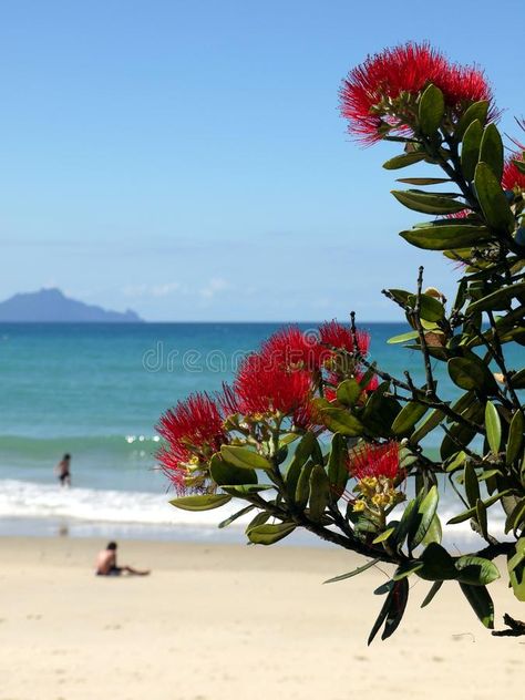 New Zealand: summer christmas at beach. Beach with native Christmas tree (p , #affiliate, #Beach, #native, #Christmas, #beach, #Zealand #ad Kiwi Christmas New Zealand, New Zealand Bush, Christmas In New Zealand, Native Christmas Tree, New Zealand Plants, Pohutukawa Tree, Nz Christmas, New Zealand Summer, Native Christmas