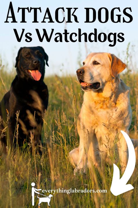 Now we know the shortcomings of Labs for their use as attack dogs. So, let’s consider an alternative role as a watchdog!#dog #dogtrain #labrador Guard Dog Training, Aggressive Dogs, Family Friendly Dogs, Cute Dog Pictures, Aggressive Dog, Types Of Dogs, Guard Dogs, Dog Barking, Family Dogs