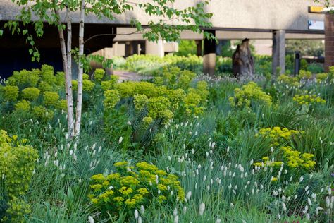 Pictorial Meadows (@PictorialMeadow) | Twitter Euphorbia Characias, Euphorbia Polychroma, Water Wise Landscaping, Mediterranean Plants, Dry Garden, Flower Garden Design, English Cottage Garden, Love Garden, Plants And Flowers