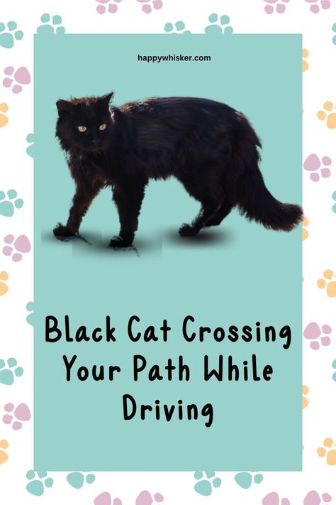 9 Meanings Of A Black Cat Crossing Your Path While Driving Black Cat Meaning, A Black Cat, A Black, Black Cat, Meant To Be, How To Find Out, Black